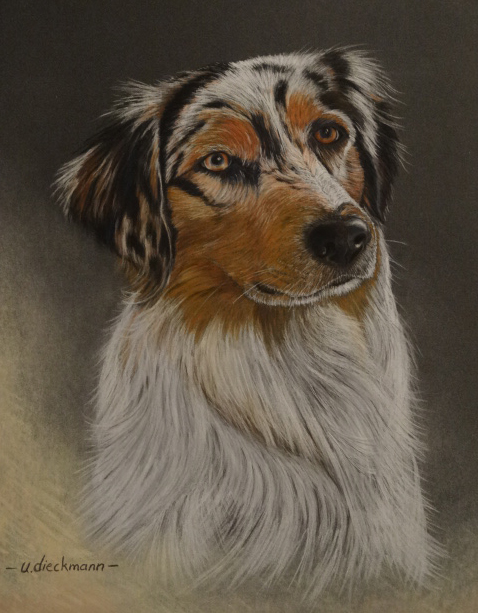 Lilly, Australian Shepherd