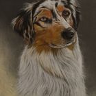 Lilly, Australian Shepherd