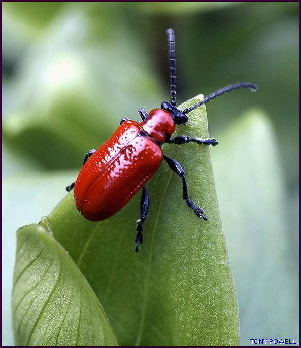 LILLY BEATLE...