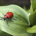 LILLY BEATLE.