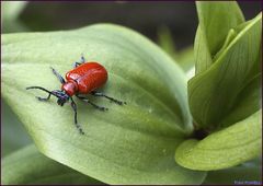 LILLY BEATLE.