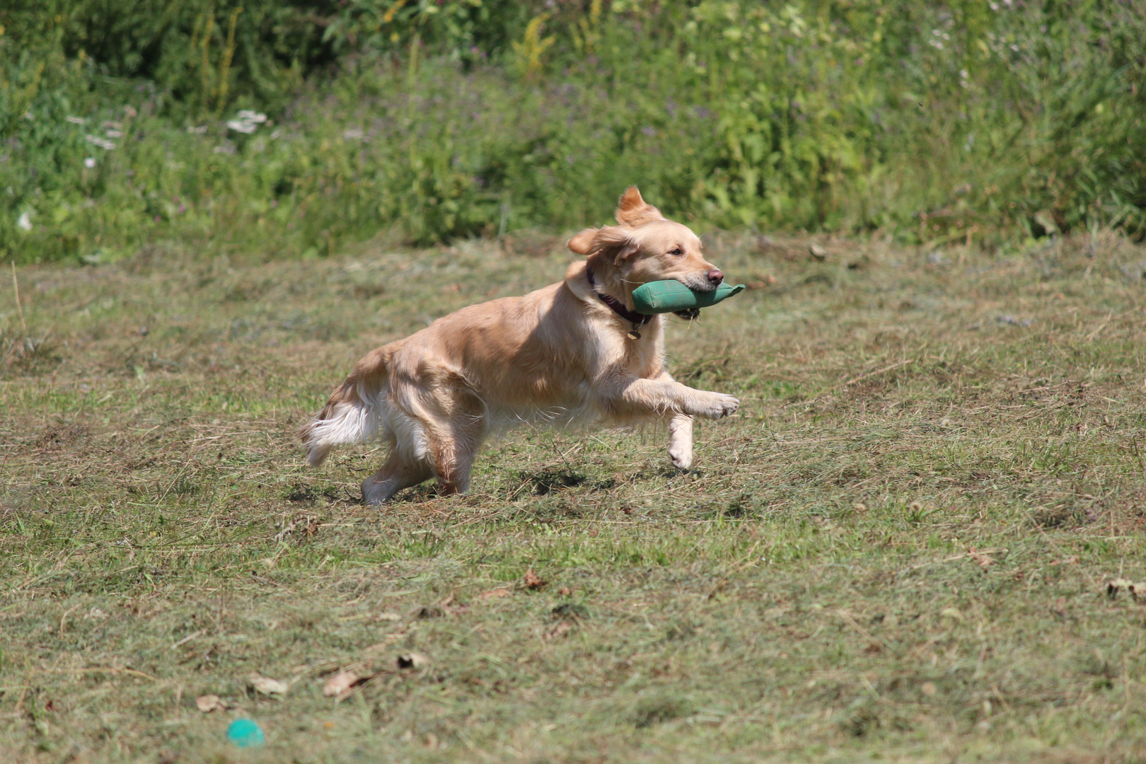 Lilly bei der Dummyarbeit