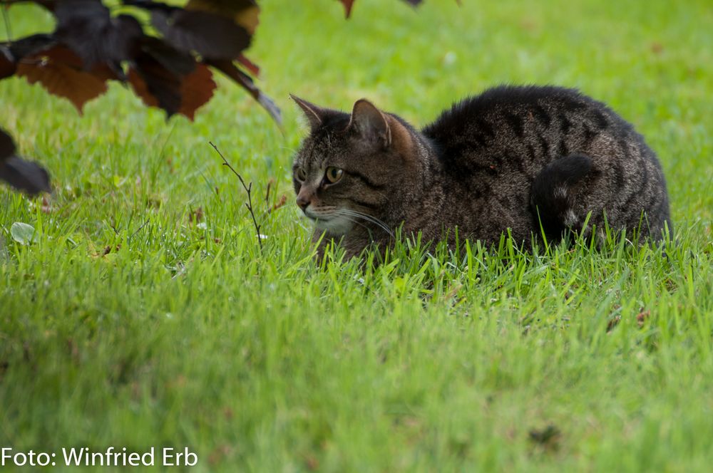 Lilly beim morgendlichen Jagdvergnügen - höchste Aufmerksamkeit ! (4)