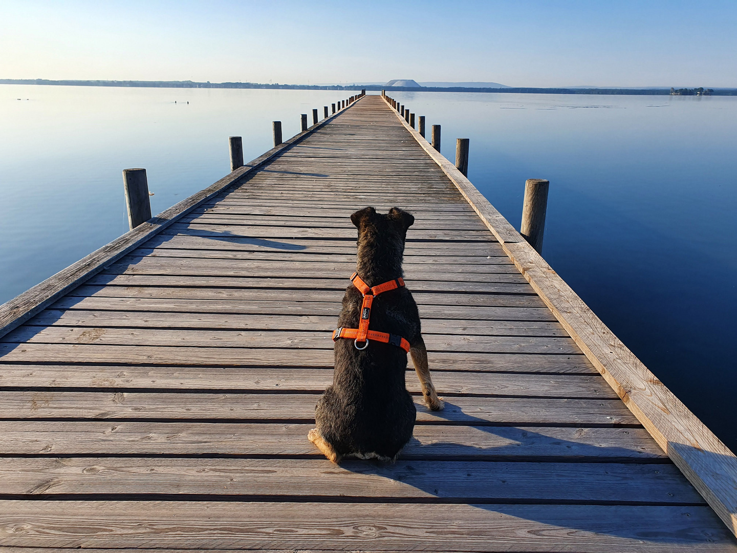 Lilly beobachtet das Steinhuder Meer