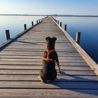 Lilly beobachtet das Steinhuder Meer