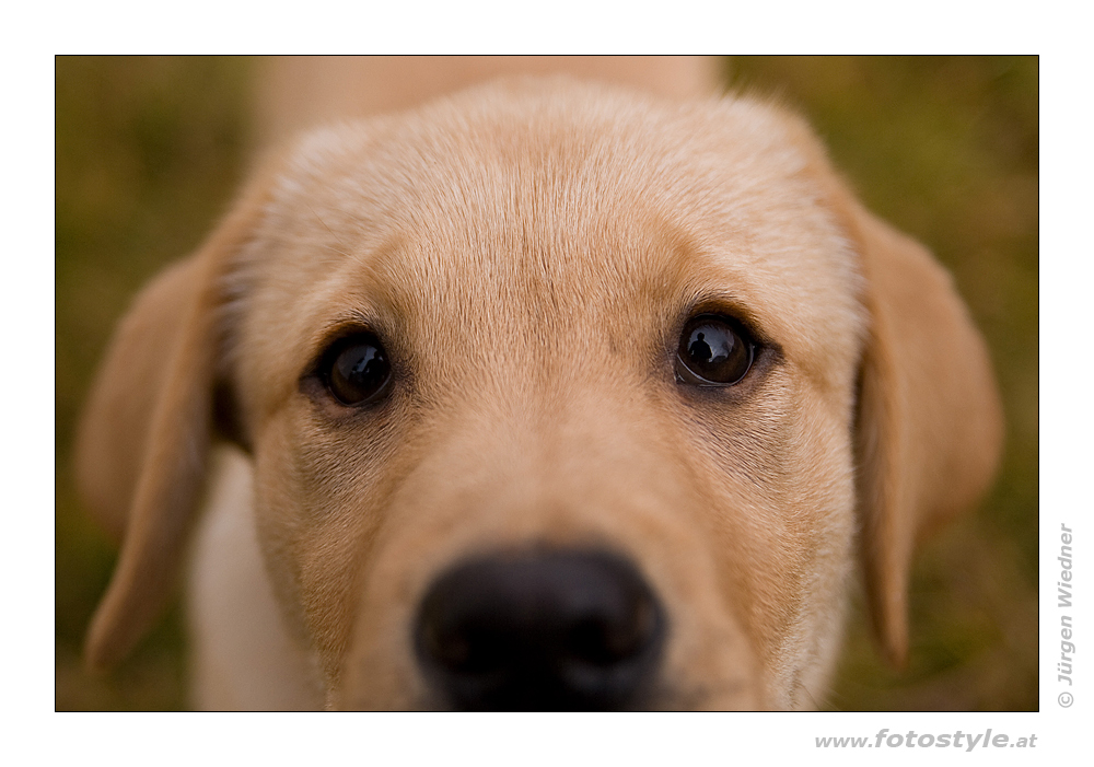 Lilly - Closeup