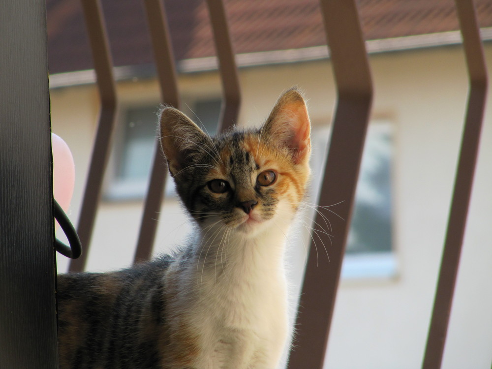 Lilly, das kleine Energiebündel