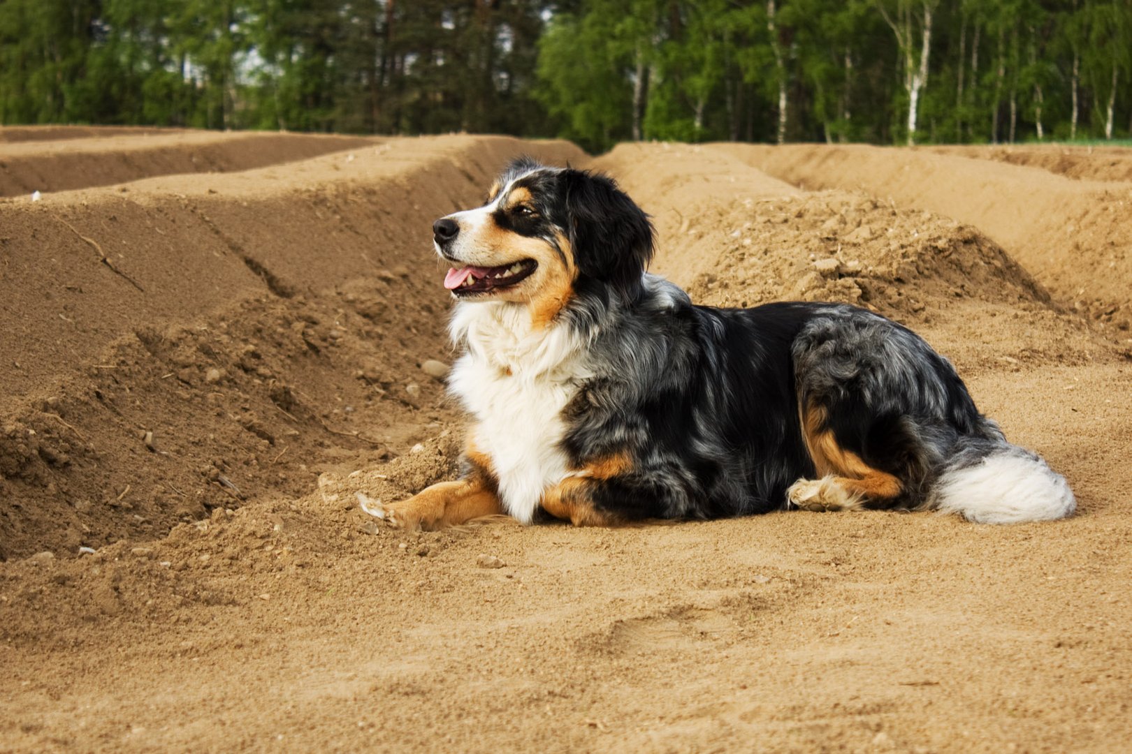 Lilly der Spargelhund