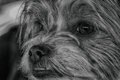 Lilly einmal in s-w