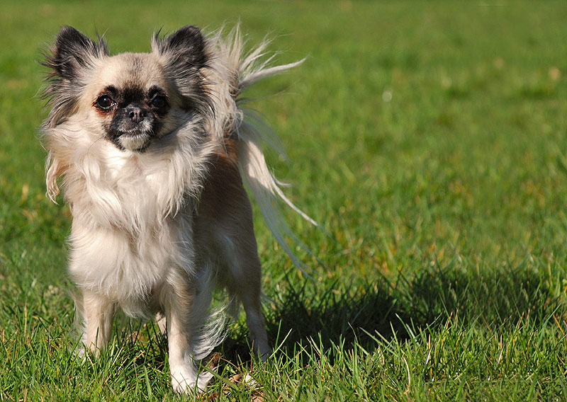 Lilly genießt den Frühling