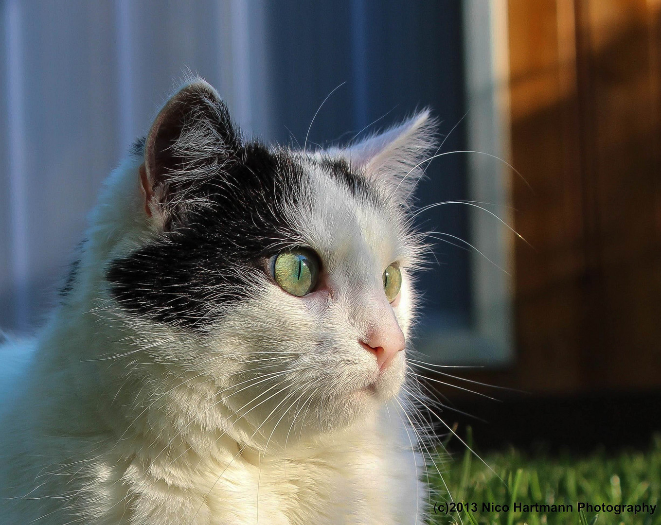 Lilly geniesst den Sonnenuntergang