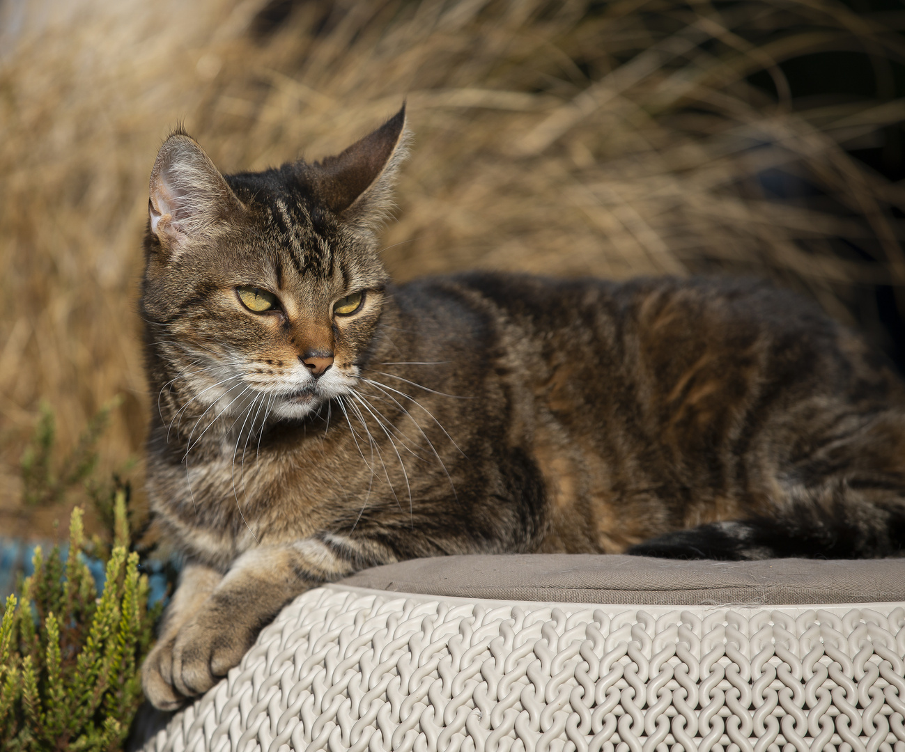 Lilly genießt die Sonne und den Garten. 