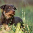 Lilly im alter von fünf Wochen