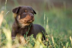 Lilly im alter von fünf Wochen