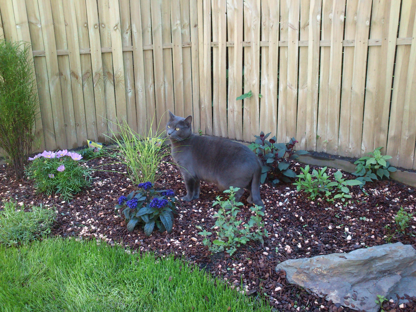 Lilly im Garten