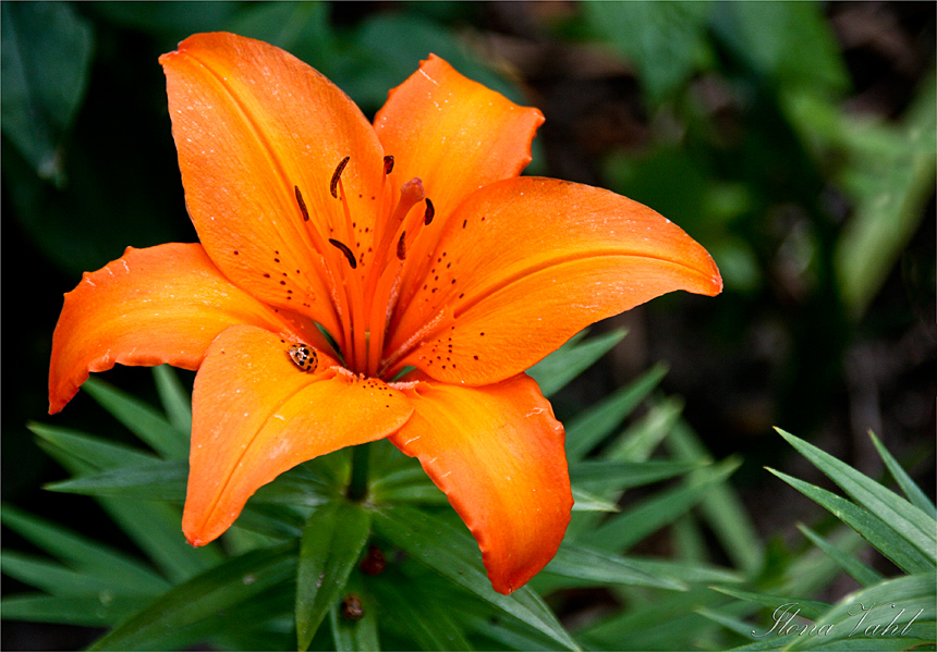 Lilly im Glück