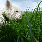 Lilly im Gras