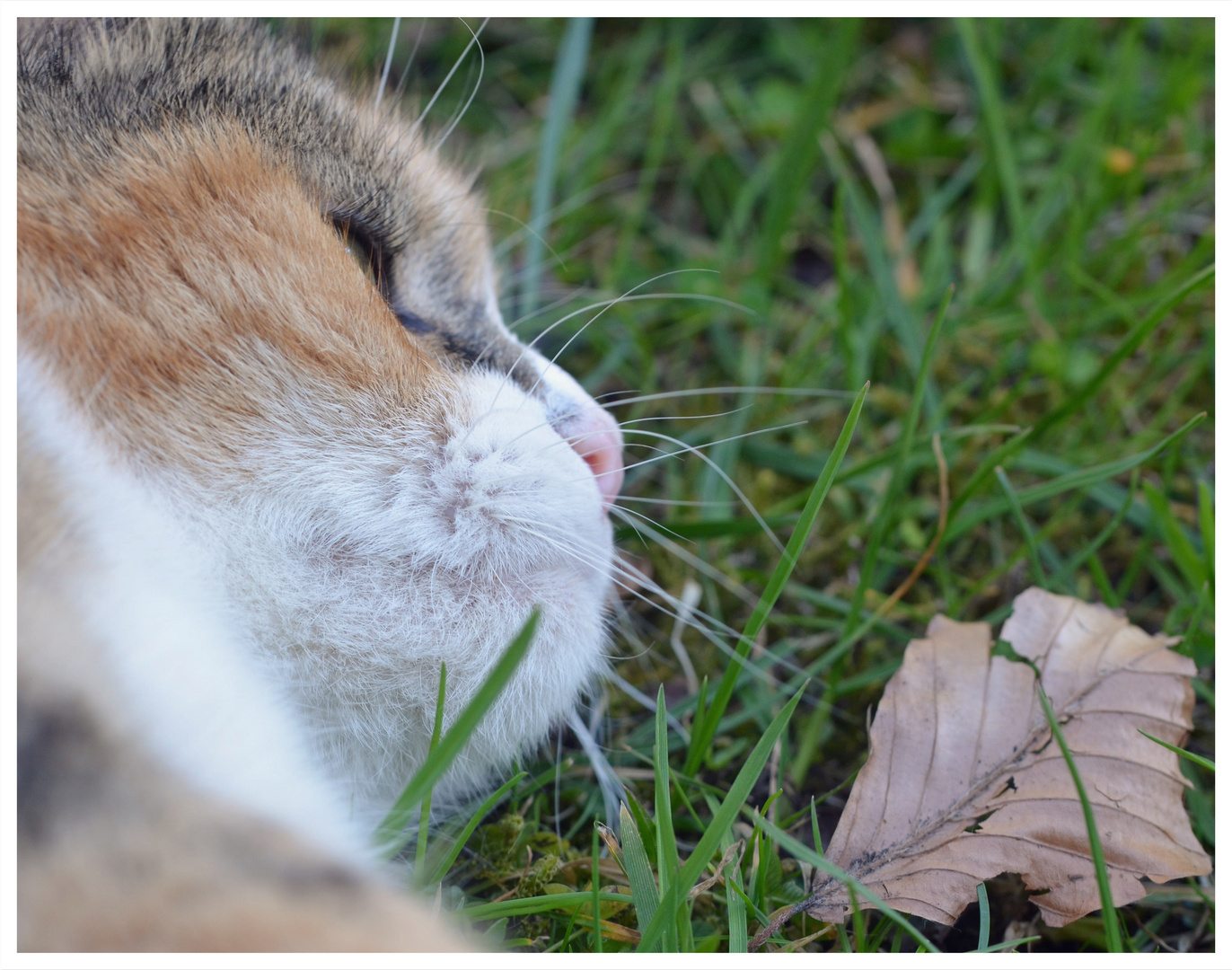 Lilly im Gras