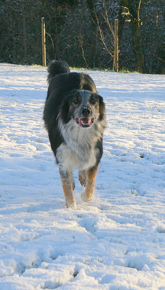 Lilly im Schnee