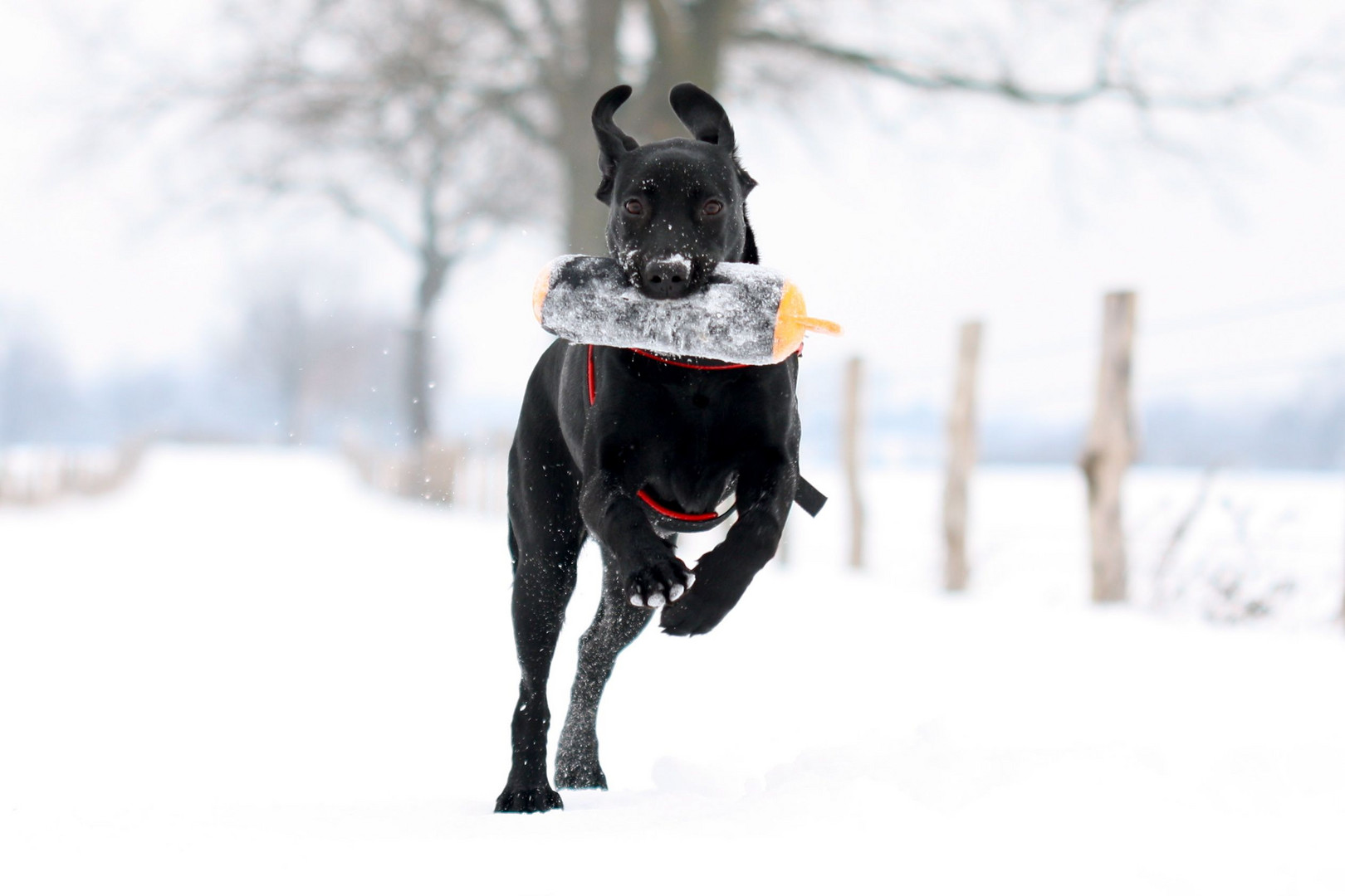 Lilly im Schnee