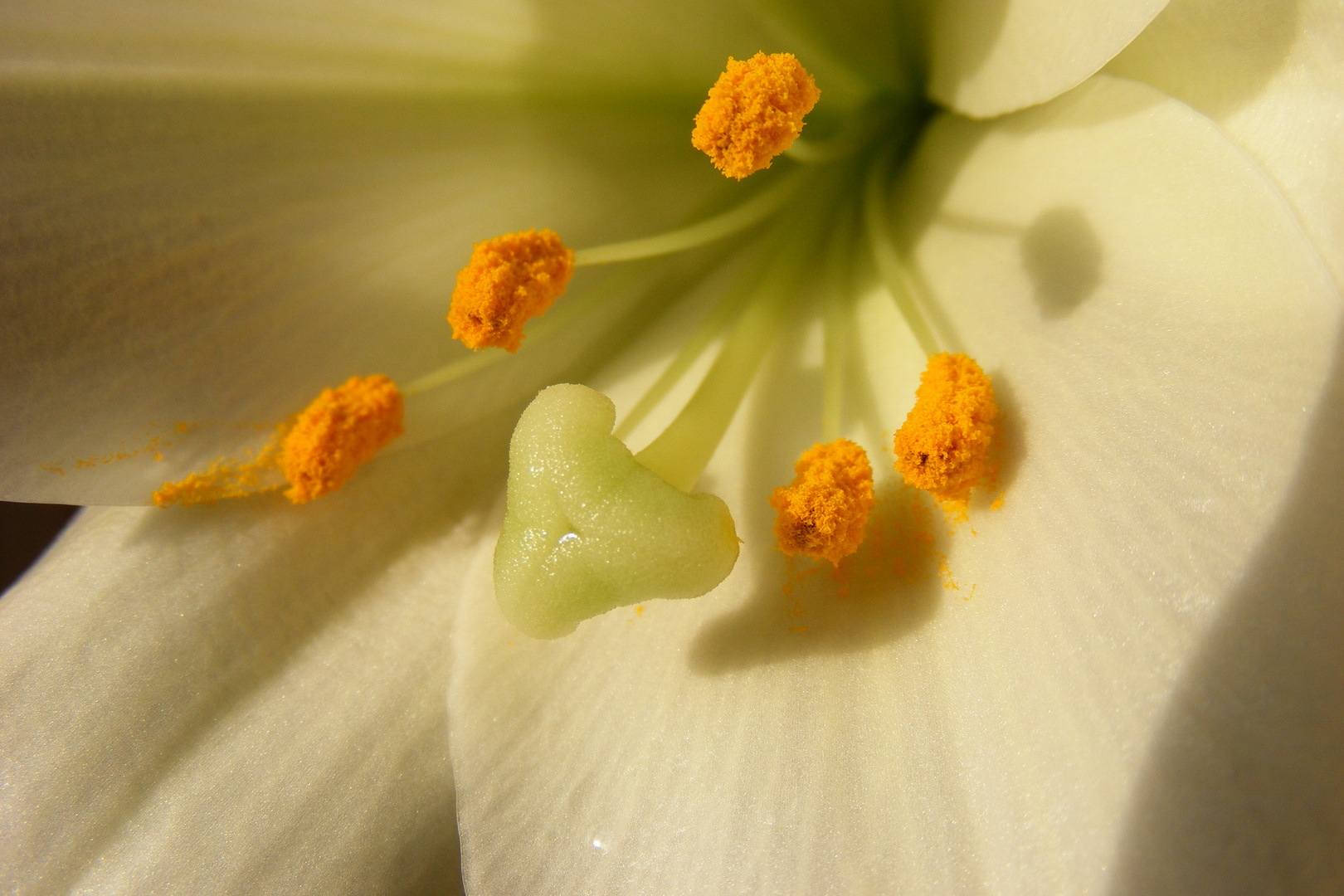 Lilly im Sonnenschein