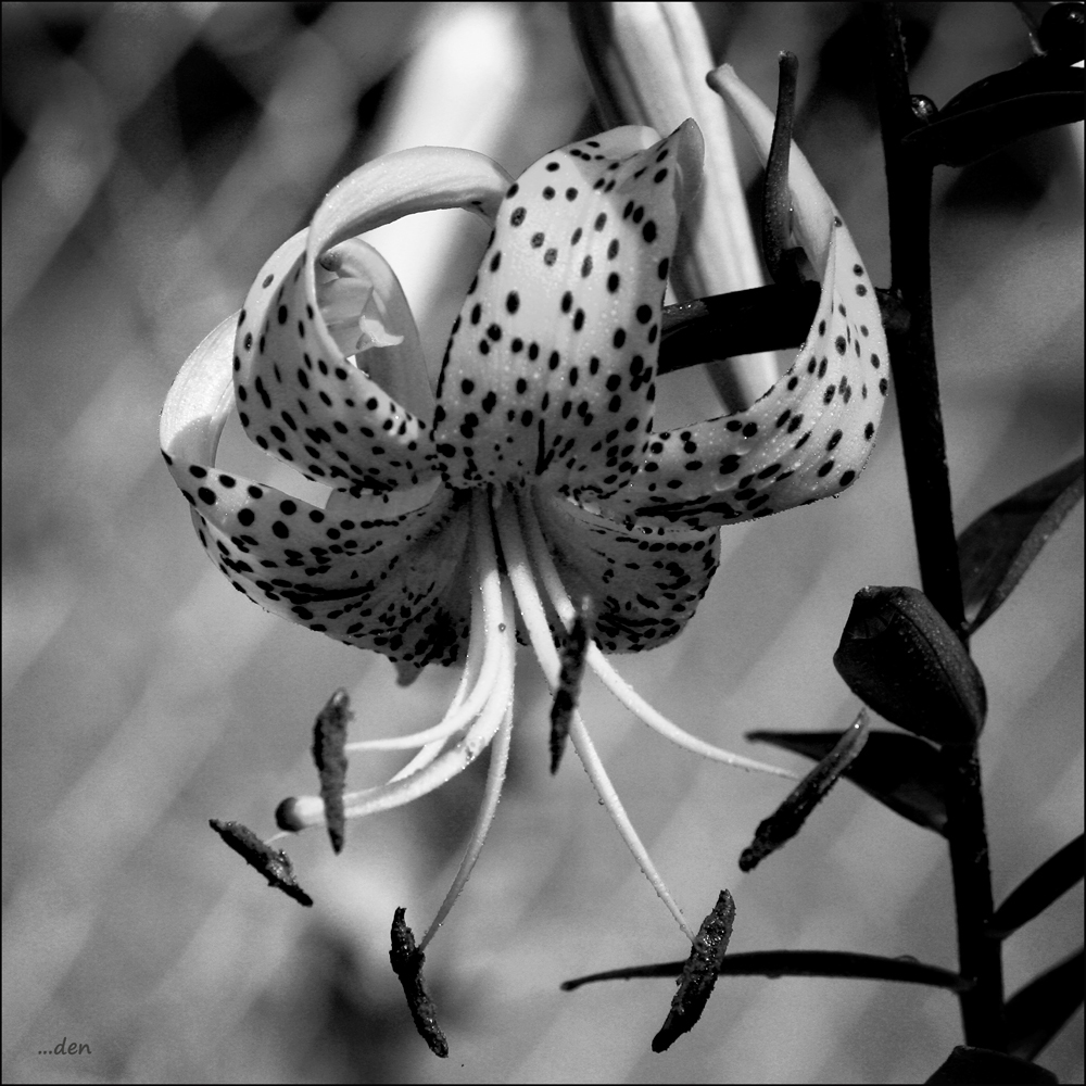 Lilly in b&w....