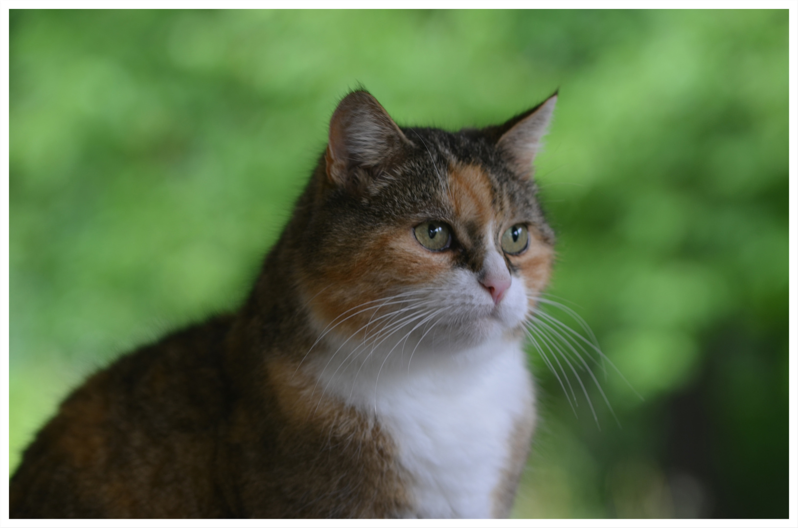 Lilly in der Natur