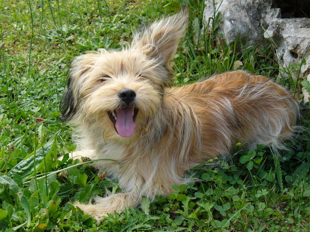 Lilly in giardino