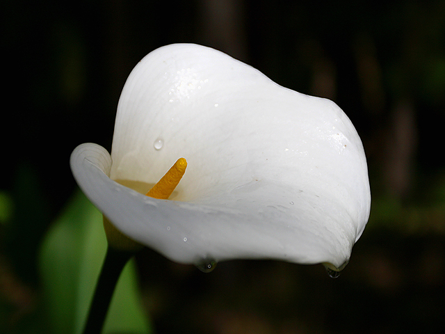 Lilly in morning light