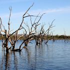 Lilly Lagoon, Kununurra