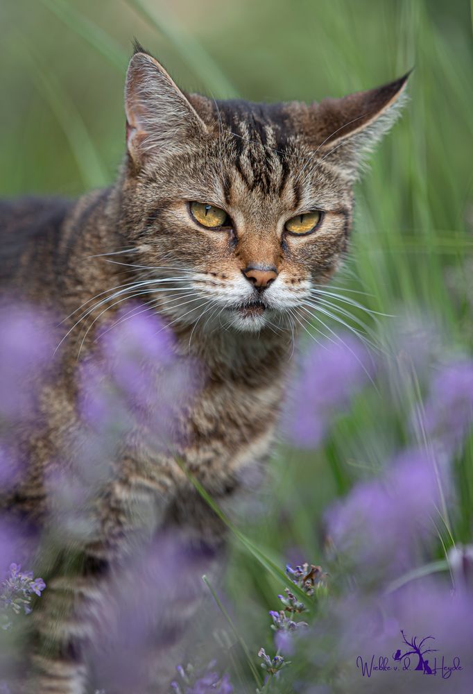 Lilly liebt den Lavendel Foto & Bild tiere, haustiere, katzen Bilder