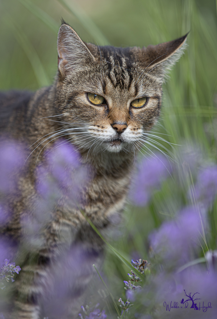 Lilly liebt den Lavendel