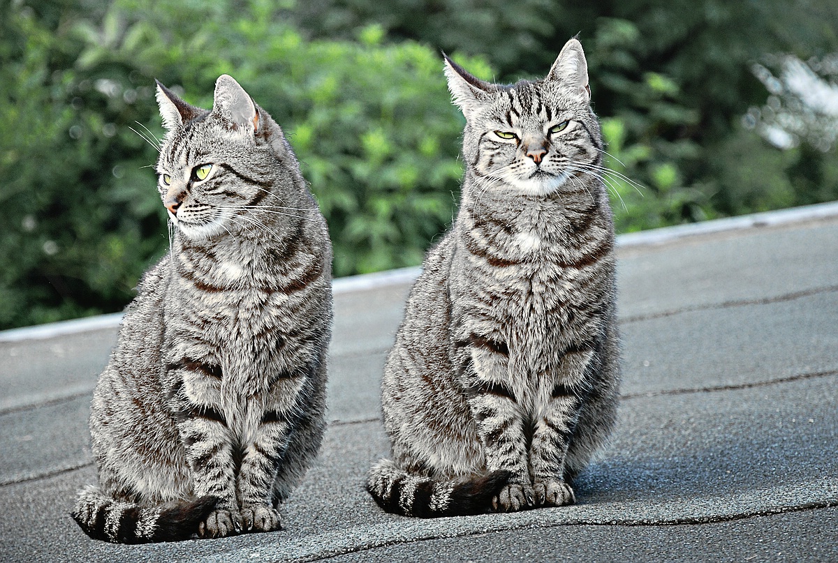 Lilly & Lollo - The grey cat twins