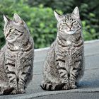 Lilly & Lollo - The grey cat twins