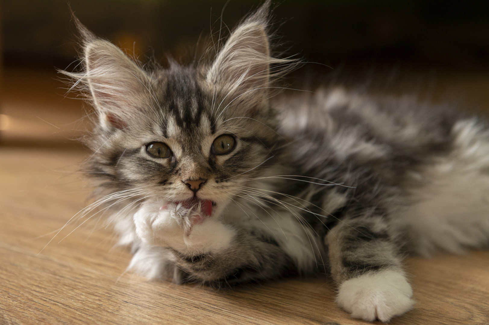 Lilly    Maine Coon Welpe