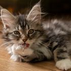 Lilly    Maine Coon Welpe