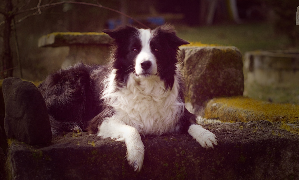 Lilly, mein BorderCollie