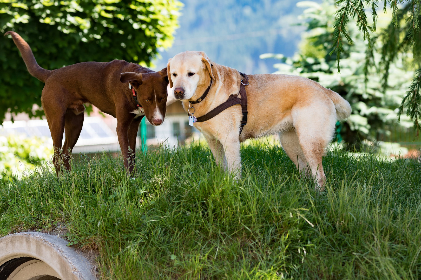 Lilly mit neuer Bekanntschaft 