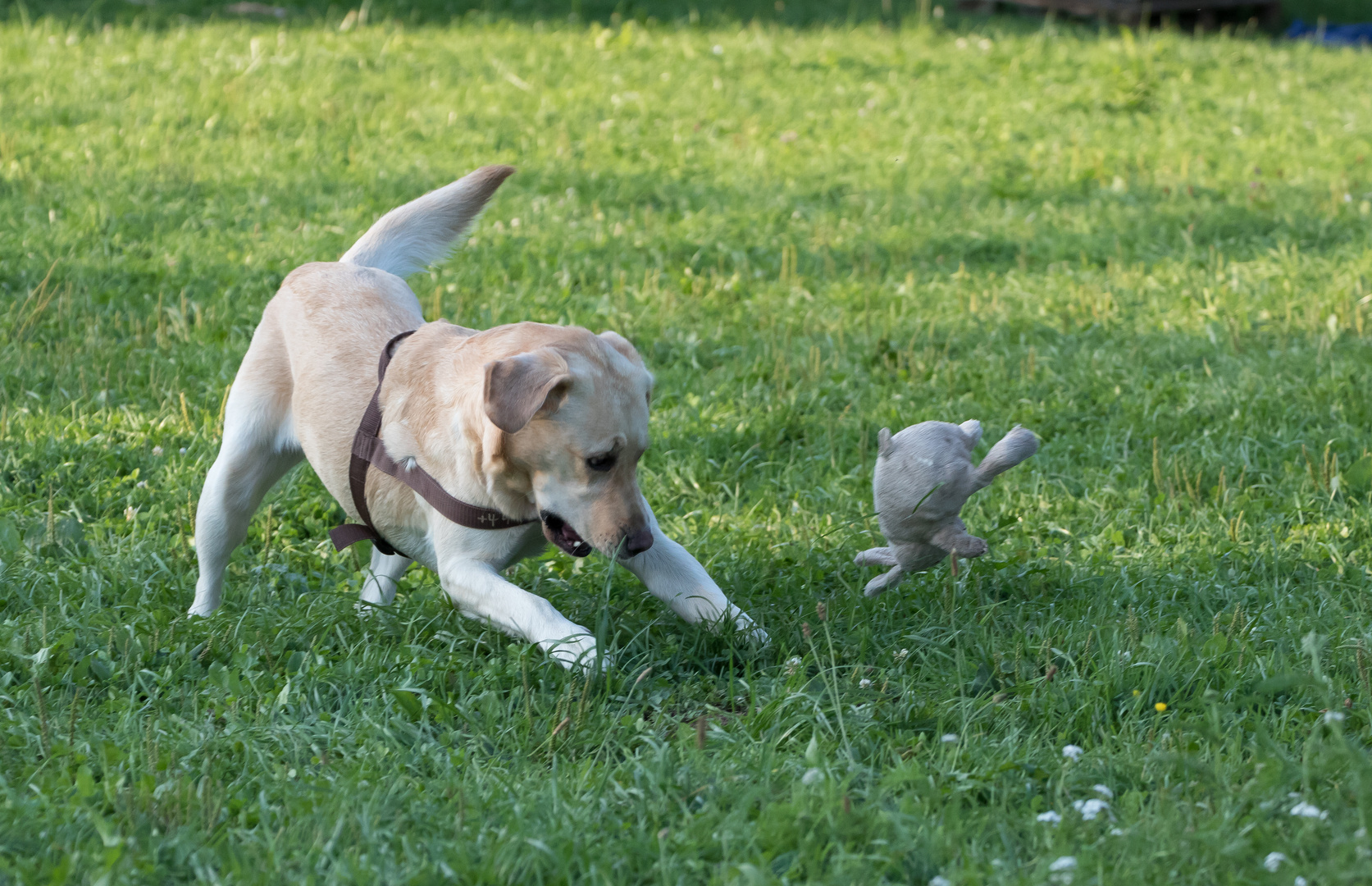 Lilly mit Stoffbeute