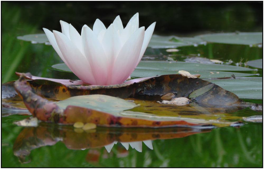 Lilly of the lake