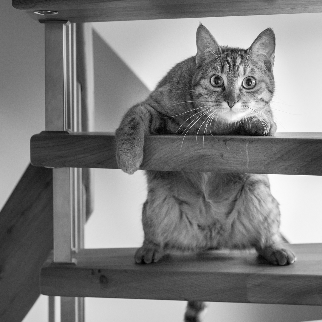 Lilly on stairs