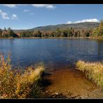 Lilly Pond