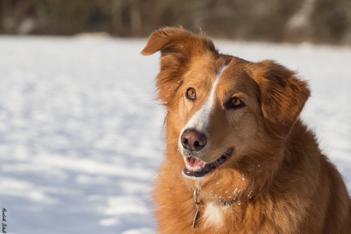 Lilly - Portrait