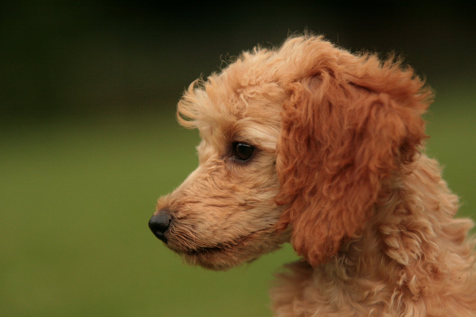 Lilly-Portrait