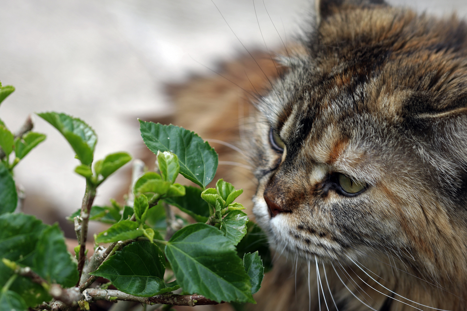 Lilly sucht Blümchen ...