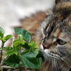 Lilly sucht Blümchen ...