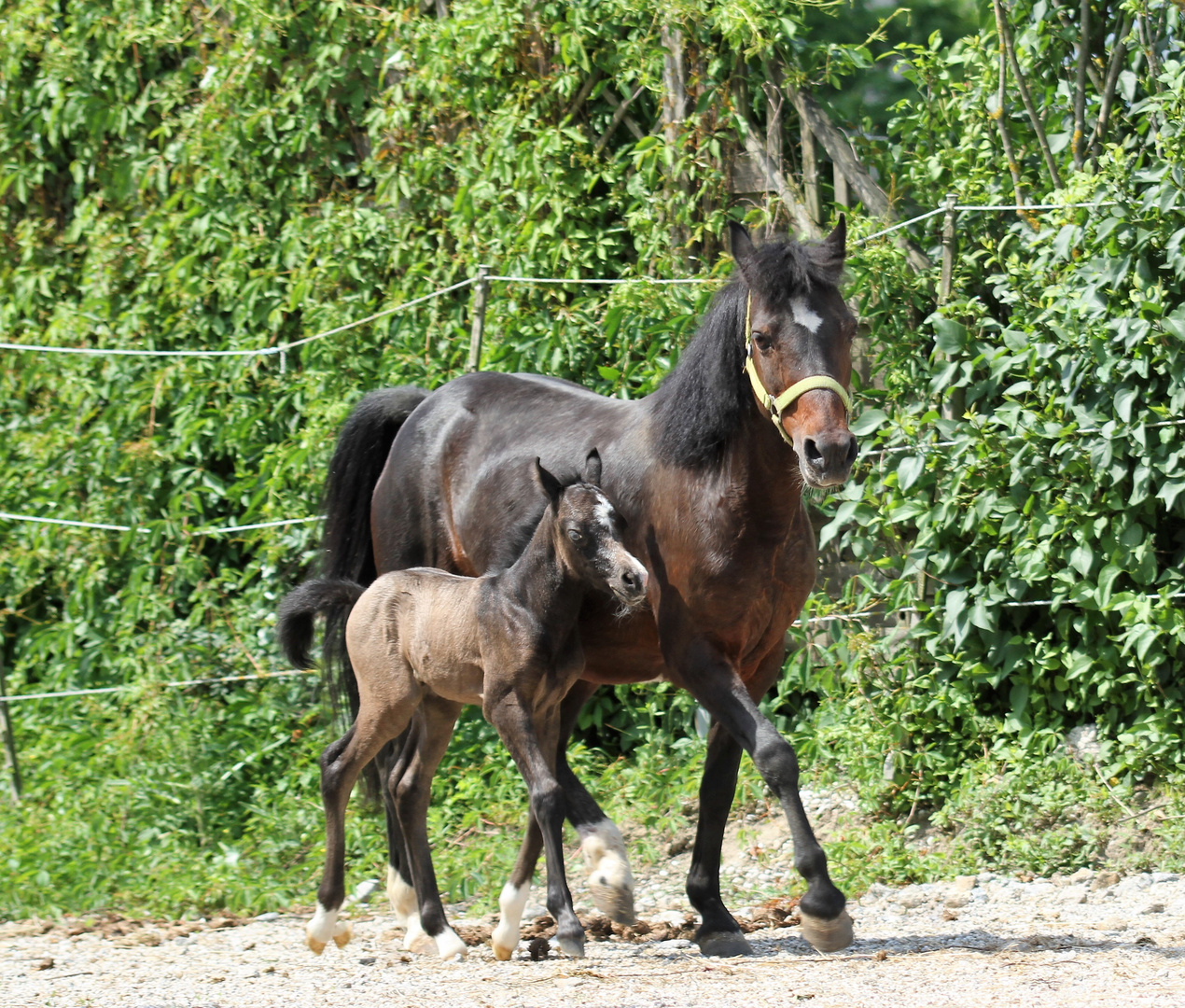 Lilly und Bolinus