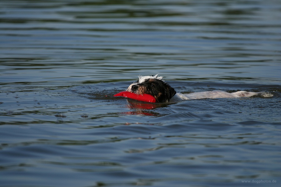 Lilly und das Dummy