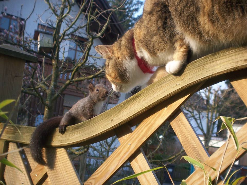 Lilly und das Eichhörnchen