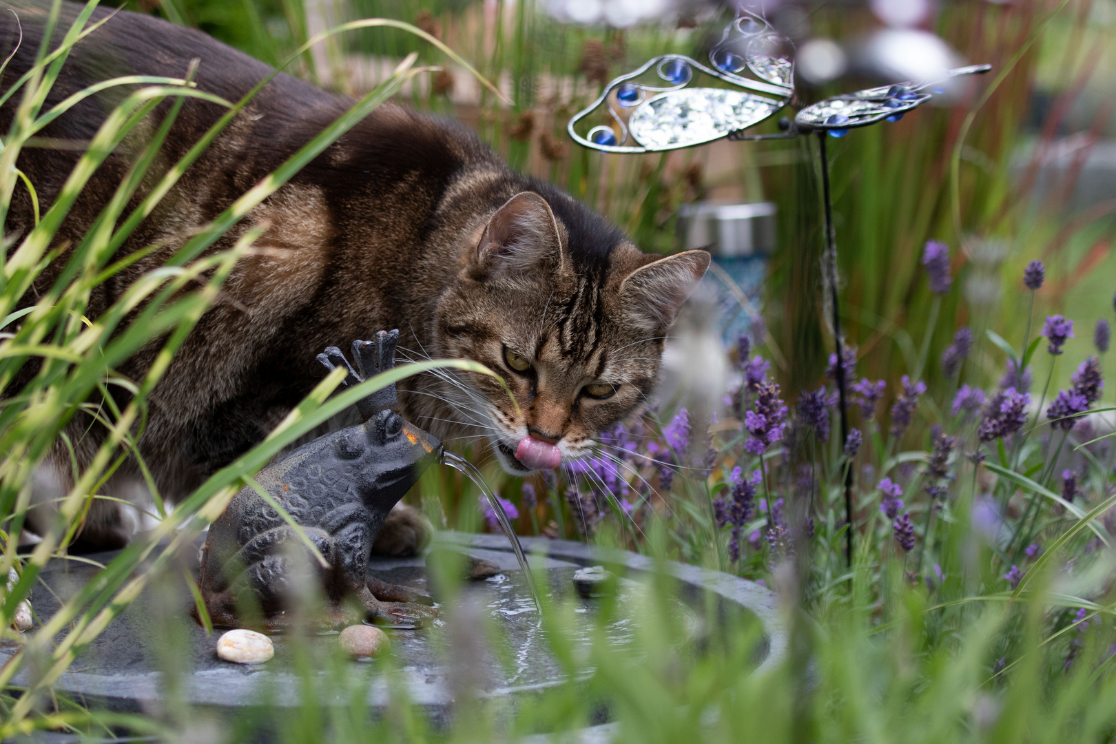 Lilly und der Froschkönig